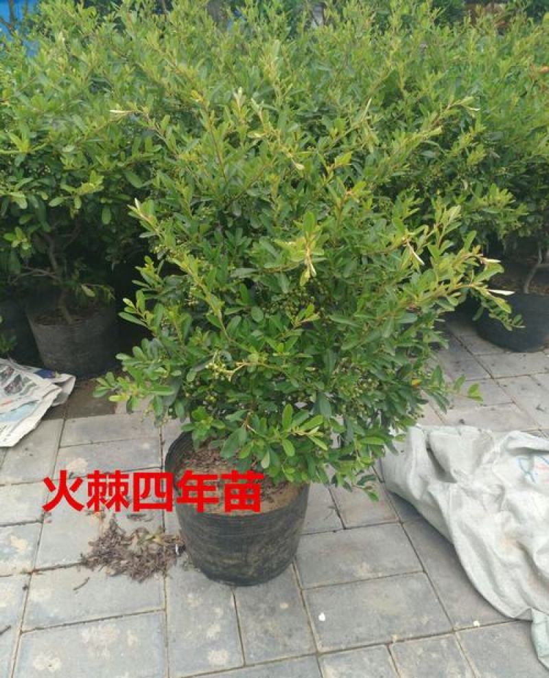 火棘树苗火棘球园林绿化树苗满树红盆栽苗盆栽盆景