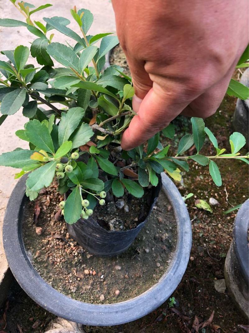 火棘树苗火棘球园林绿化树苗满树红盆栽苗盆栽盆景