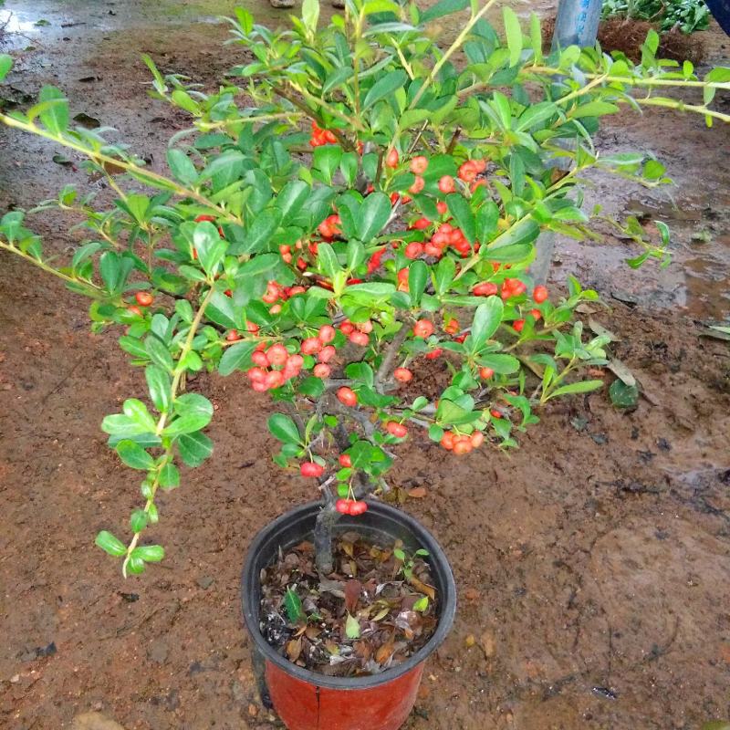 火棘树苗火棘球园林绿化树苗满树红盆栽苗盆栽盆景