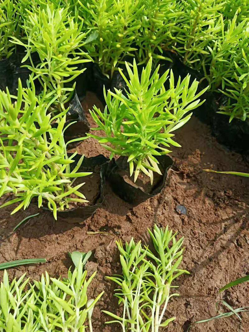 佛甲草苗盆栽花卉大小规格耐寒耐热工程绿化花镜植物籽草皮