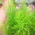 绒松盆栽天门冬花苗室内四季常青花卉绿植花境苗