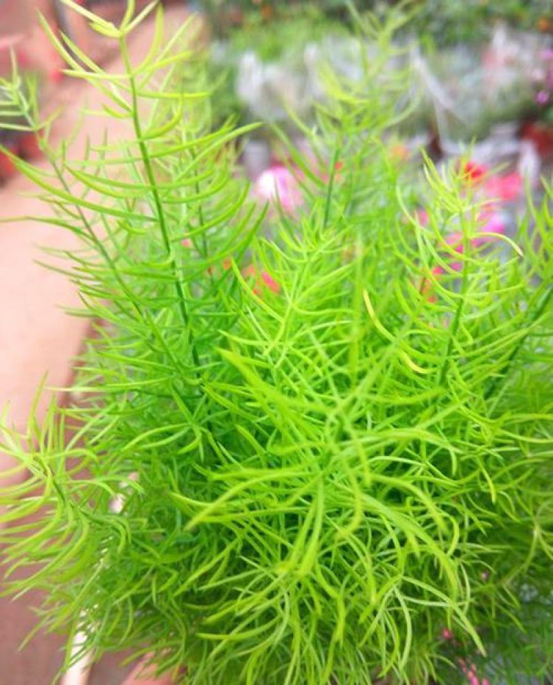 绒松盆栽天门冬花苗室内四季常青花卉绿植花境苗