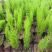 绒松盆栽天门冬花苗室内四季常青花卉绿植花境苗