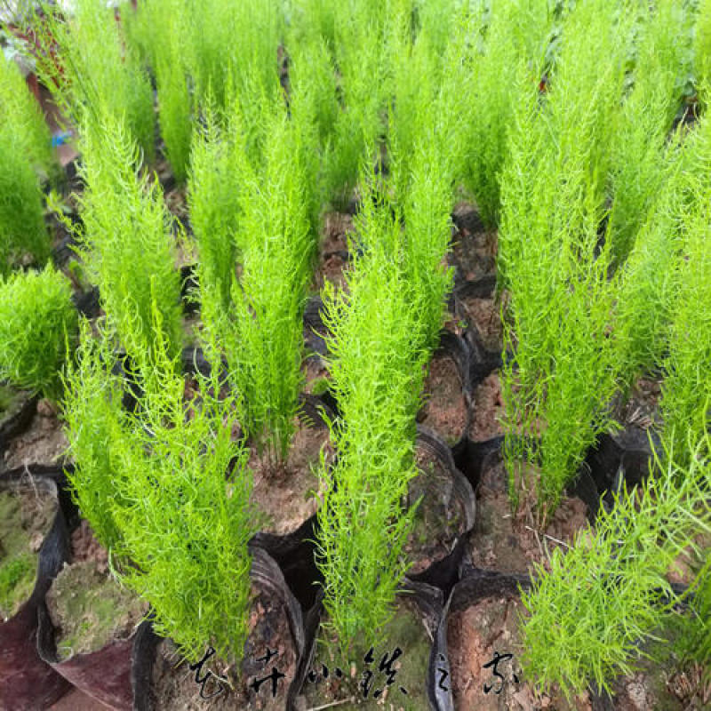 绒松盆栽天门冬花苗室内四季常青花卉绿植花境苗