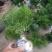 绒松盆栽天门冬花苗室内四季常青花卉绿植花境苗