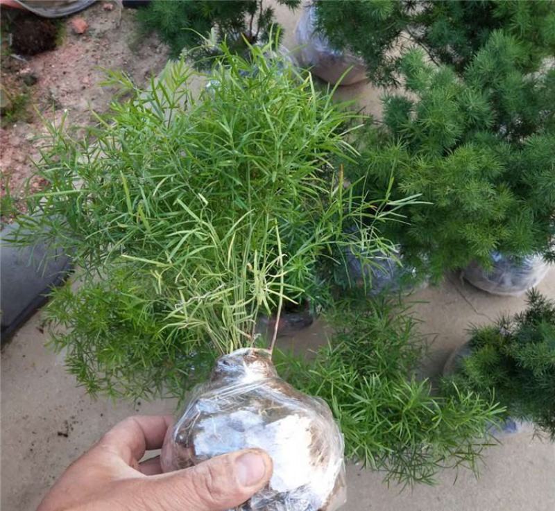 绒松盆栽天门冬花苗室内四季常青花卉绿植花境苗