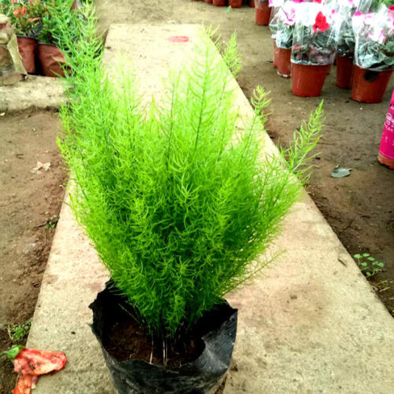 绒松盆栽天门冬花苗室内四季常青花卉绿植花境苗