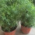 绒松盆栽天门冬花苗室内四季常青花卉绿植花境苗
