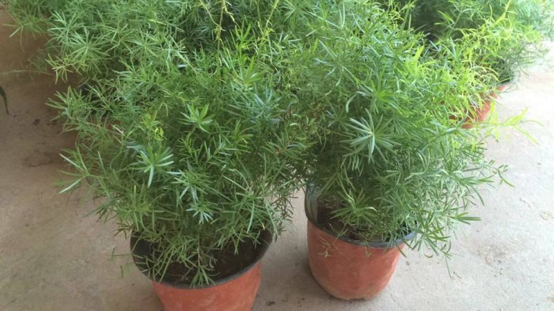 绒松盆栽天门冬花苗室内四季常青花卉绿植花境苗