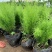 绒松盆栽天门冬花苗室内四季常青花卉绿植花境苗