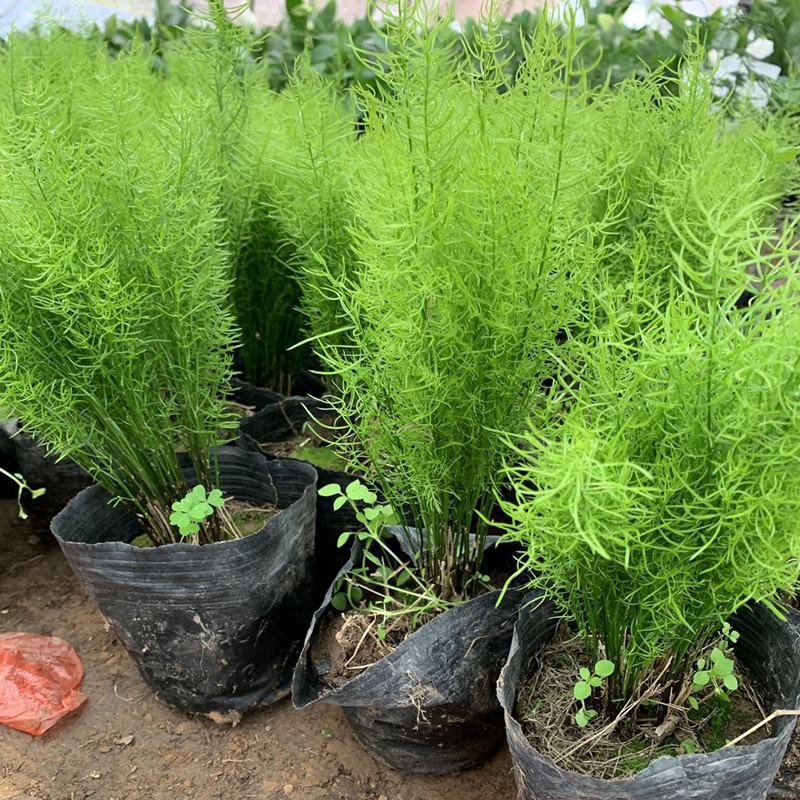绒松盆栽天门冬花苗室内四季常青花卉绿植花境苗