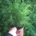 绒松盆栽天门冬花苗室内四季常青花卉绿植花境苗