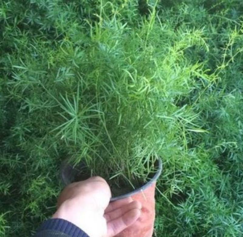 绒松盆栽天门冬花苗室内四季常青花卉绿植花境苗