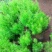 绒松盆栽天门冬花苗室内四季常青花卉绿植花境苗