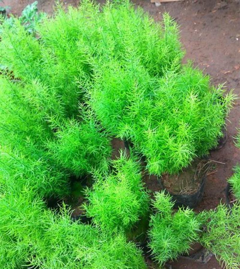 绒松盆栽天门冬花苗室内四季常青花卉绿植花境苗