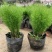 绒松盆栽天门冬花苗室内四季常青花卉绿植花境苗