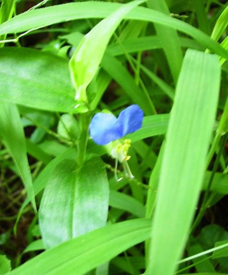 鸭拓草种子中草药植物鸭抓草庭院盆栽地栽南北方四季易活
