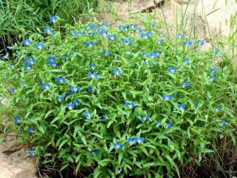 鸭拓草种子中草药植物鸭抓草庭院盆栽地栽南北方四季易活