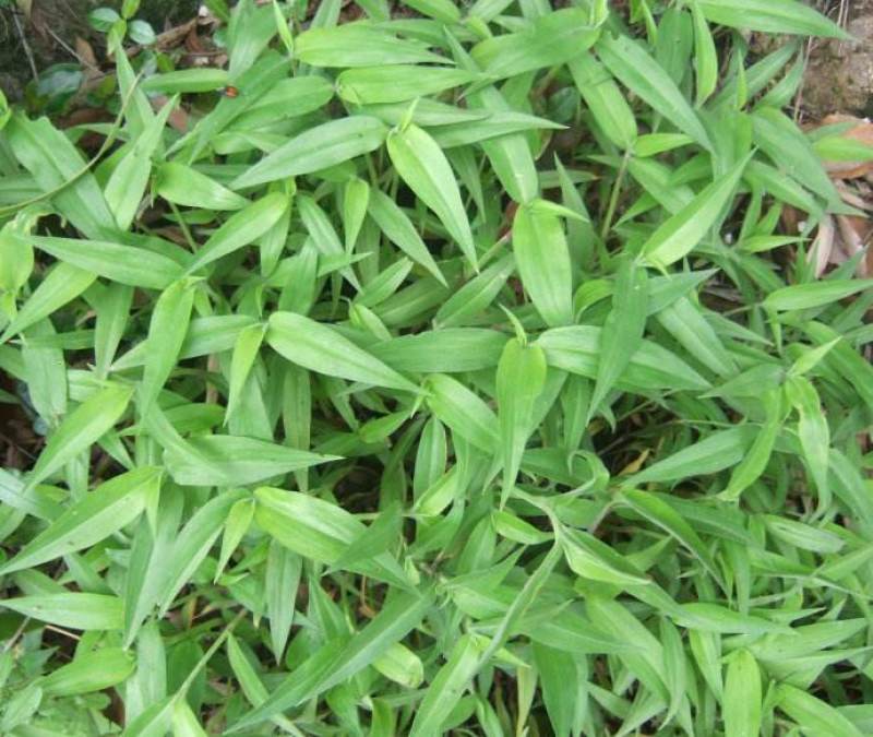 鸭拓草种子中草药植物鸭抓草庭院盆栽地栽南北方四季易活