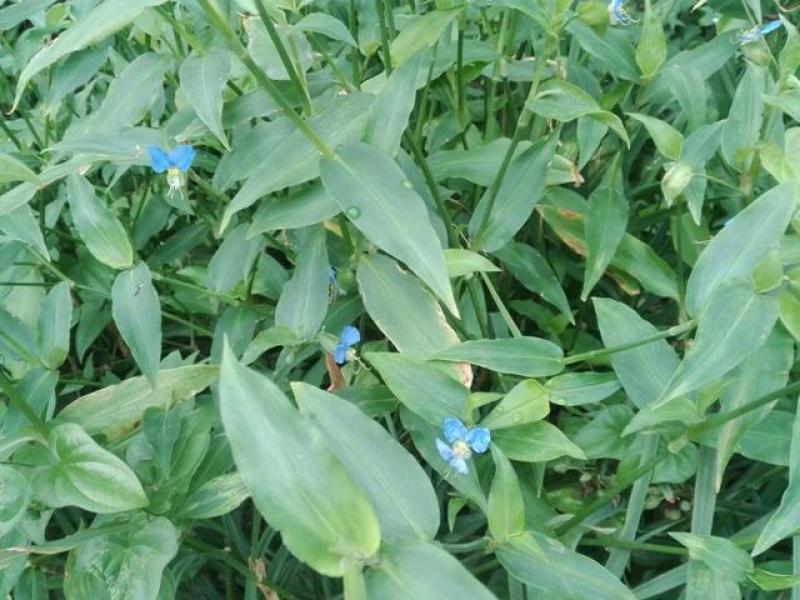 鸭拓草种子中草药植物鸭抓草庭院盆栽地栽南北方四季易活