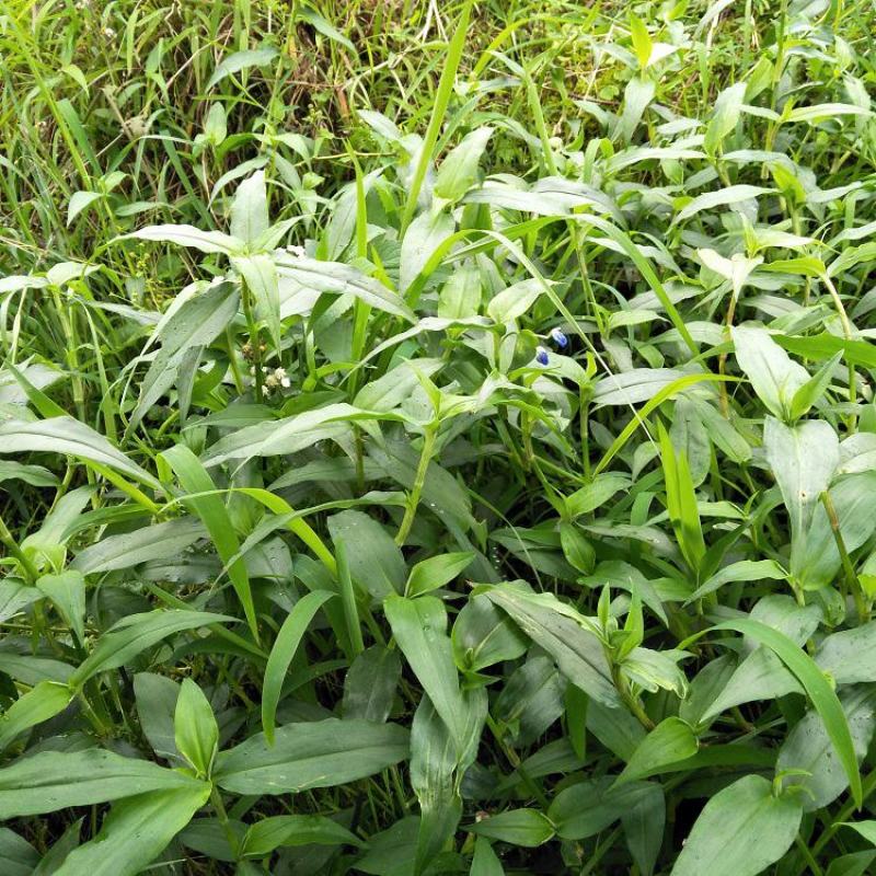 鸭拓草种子中草药植物鸭抓草庭院盆栽地栽南北方四季易活