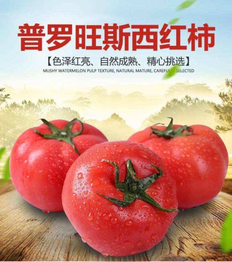 普罗旺斯西红柿新鲜自然熟10山东蔬菜斤时令海阳生吃沙瓤水