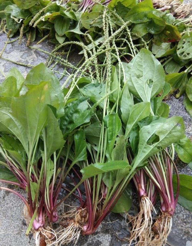 野生中草药苗车前草苗药材盆栽现挖现卖包活植物蔬菜
