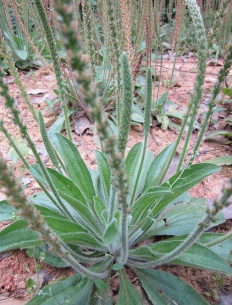 野生中草药苗车前草苗药材盆栽现挖现卖包活植物蔬菜