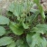 野生中草药苗车前草苗药材盆栽现挖现卖包活植物蔬菜