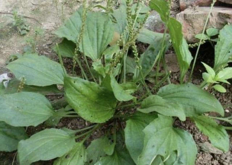野生中草药苗车前草苗药材盆栽现挖现卖包活植物蔬菜