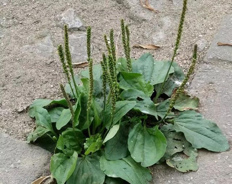 野生中草药苗车前草苗药材盆栽现挖现卖包活植物蔬菜