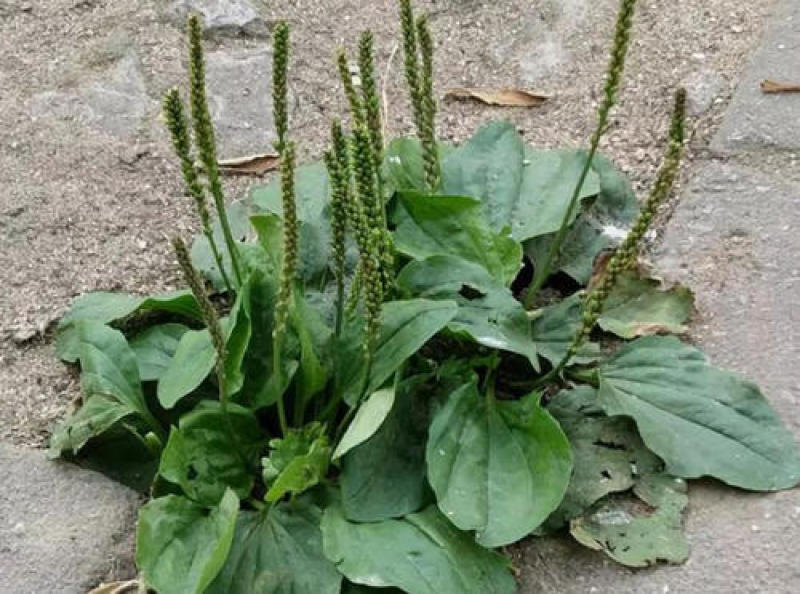 野生中草药苗车前草苗药材盆栽现挖现卖包活植物蔬菜