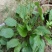野生中草药苗车前草苗药材盆栽现挖现卖包活植物蔬菜