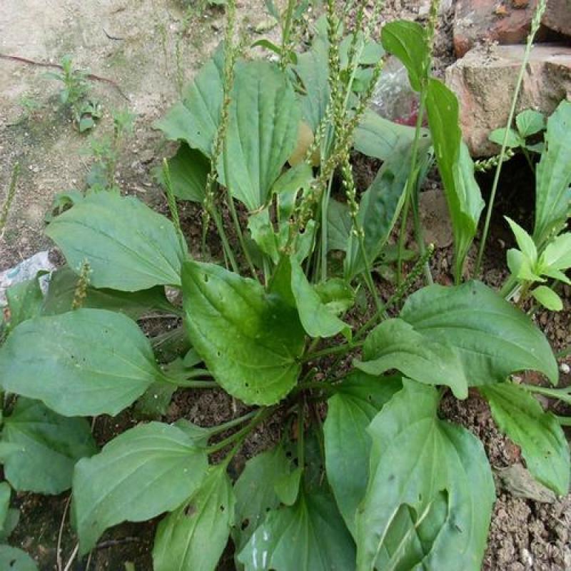 野生中草药苗车前草苗药材盆栽现挖现卖包活植物蔬菜