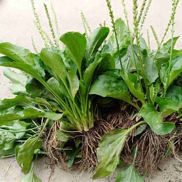 野生中草药苗车前草苗药材盆栽现挖现卖包活植物蔬菜