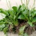 野生中草药苗车前草苗药材盆栽现挖现卖包活植物蔬菜