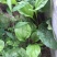 野生中草药苗车前草苗药材盆栽现挖现卖包活植物蔬菜
