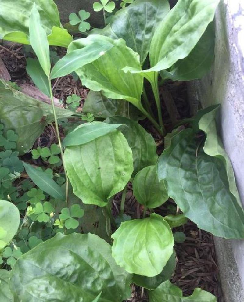 野生中草药苗车前草苗药材盆栽现挖现卖包活植物蔬菜