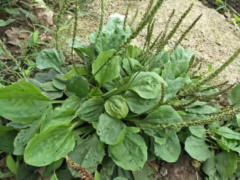 野生中草药苗车前草苗药材盆栽现挖现卖包活植物蔬菜