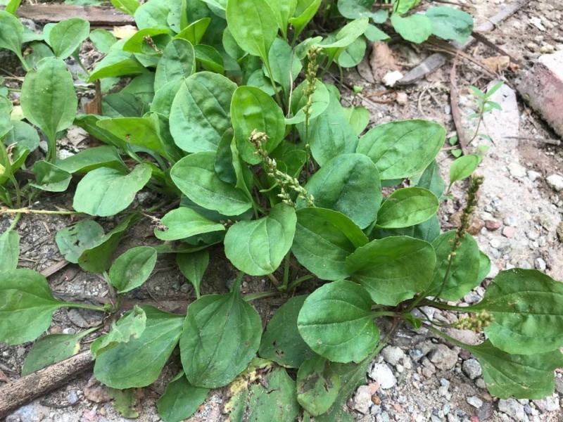 野生中草药苗车前草苗药材盆栽现挖现卖包活植物蔬菜