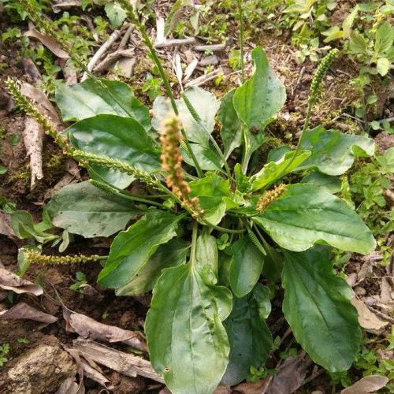 野生中草药苗车前草苗药材盆栽现挖现卖包活植物蔬菜