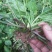 野生中草药苗车前草苗药材盆栽现挖现卖包活植物蔬菜