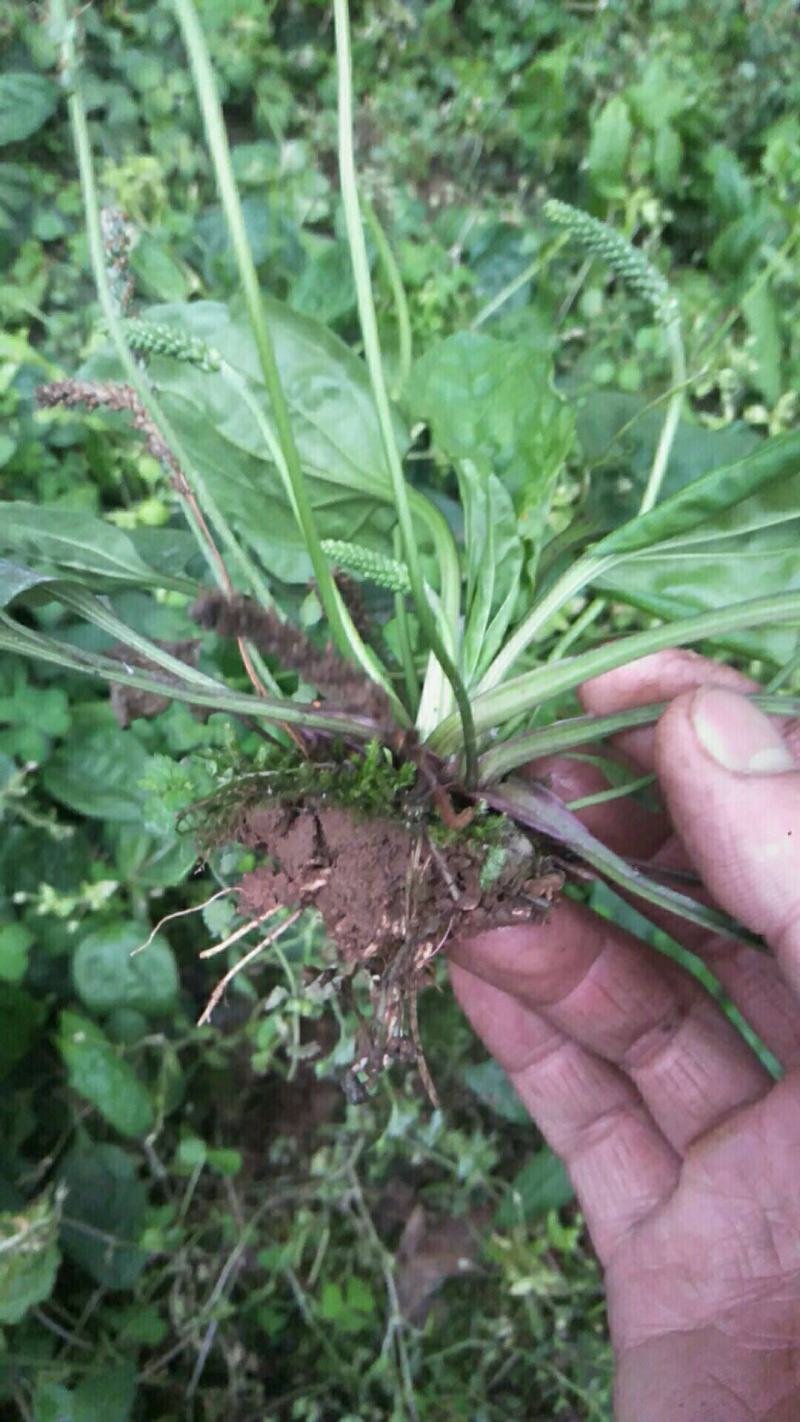 野生中草药苗车前草苗药材盆栽现挖现卖包活植物蔬菜