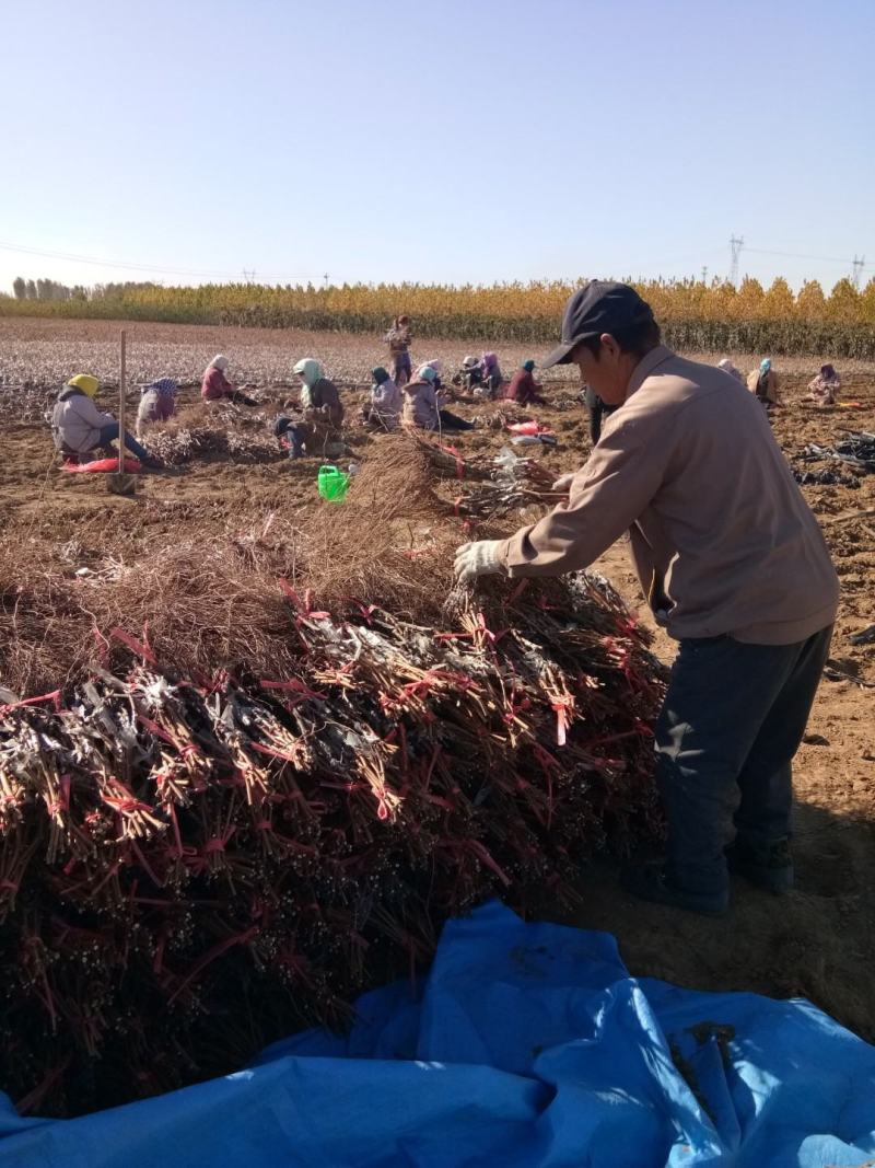 深红无核(澳洲无核)纯度成活率有保障基地繁育