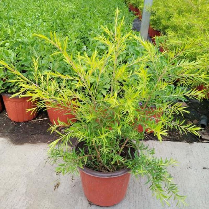 黄金香柳植物花苗室外庭院阳台植物千层金盆栽四季常青