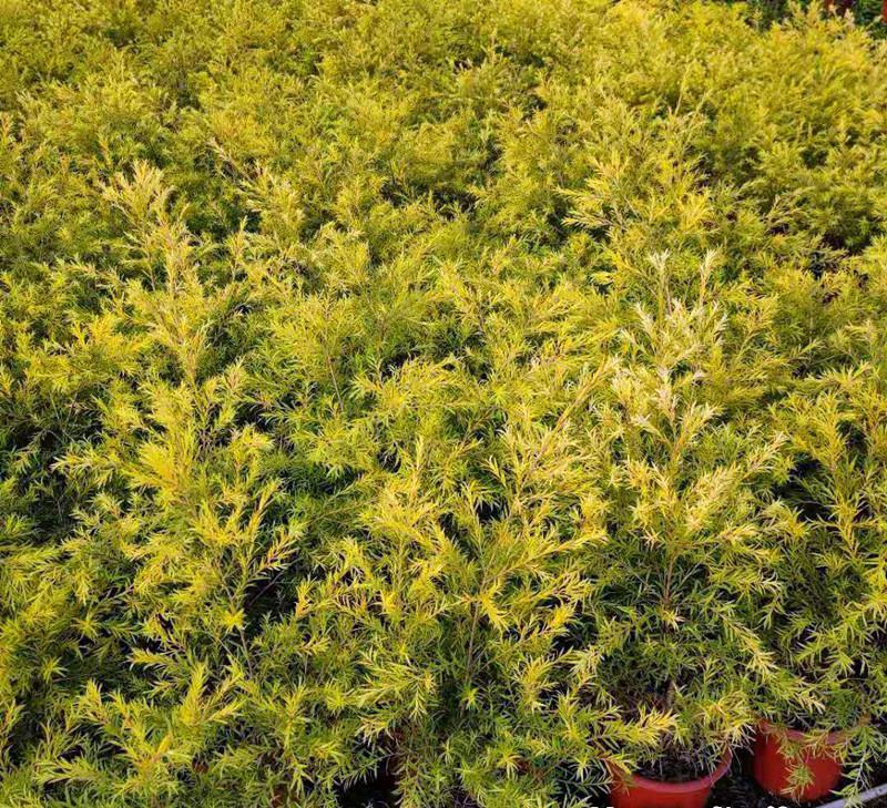 黄金香柳植物花苗室外庭院阳台植物千层金盆栽四季常青