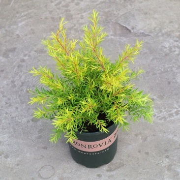 黄金香柳植物花苗室外庭院阳台植物千层金盆栽四季常青