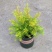 黄金香柳植物花苗室外庭院阳台植物千层金盆栽四季常青