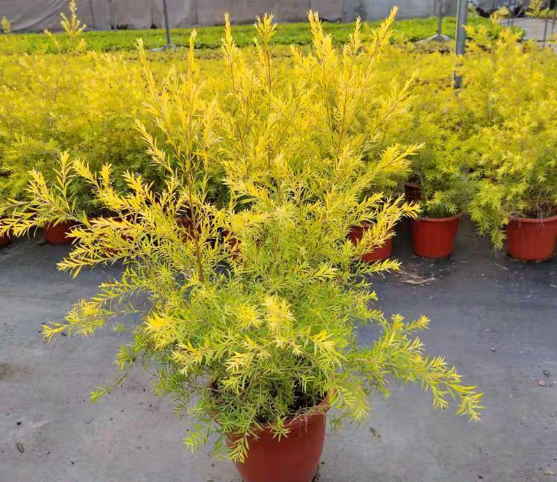 黄金香柳植物花苗室外庭院阳台植物千层金盆栽四季常青