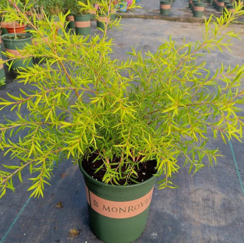 黄金香柳植物花苗室外庭院阳台植物千层金盆栽四季常青